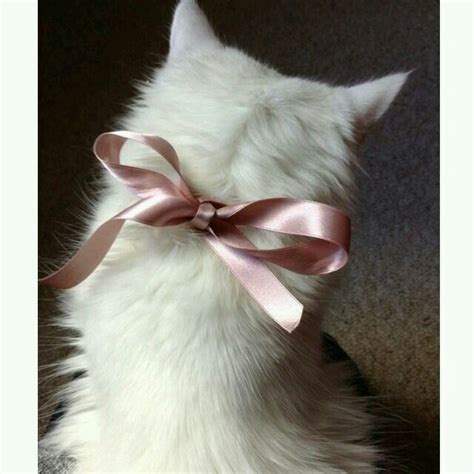 Awasome White Cat With Pink Bow 2022 IBikini Cyou