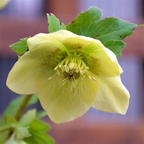 Yellow Jubilee Hellebore Buchanan S Native Plants