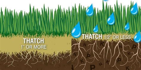 What is Thatch and Why You Need to Dethatch - Buy Turf Online