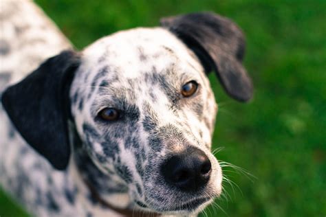 Perro Retrato En Blanco Y Negro Foto Gratis En Pixabay Pixabay