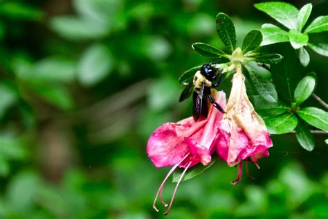 Searching For Nectar Smithsonian Photo Contest Smithsonian Magazine