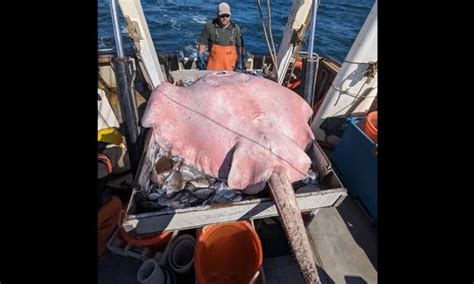 400 Pound Stingray Makes Rare Showing In Long Island