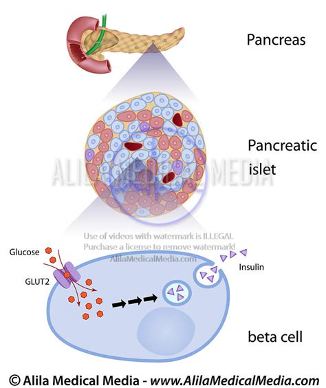 Alila Medical Media A glicose induz secreção de insulina em células