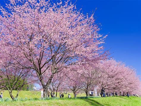 北浅羽桜堤公園の安行寒桜 埼玉県 214931247 の写真素材 アフロ