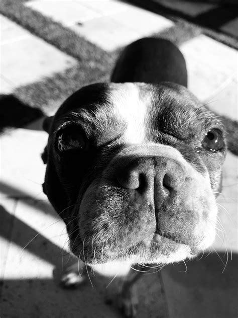 Miss Molly passed away a few months ago but we still love her