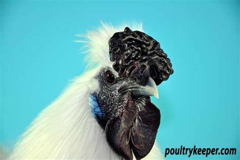 Silkie Chickens Breed In Focus