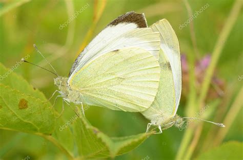 Copulación De Mariposas En La Naturalezala Reproducción Es Uno De Los