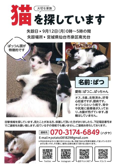 猫を探しています！迷子猫・仙台市・猫探し・保護猫｜仙台市のポスティングはアドポスへお任せください｜