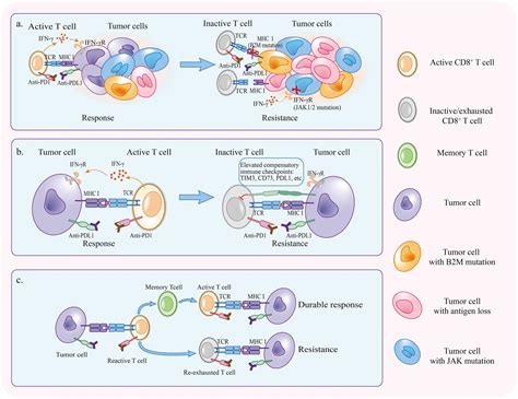 Frontiers Resistance Mechanisms Of Anti PD1 PDL1 Therapy In Solid Tumors