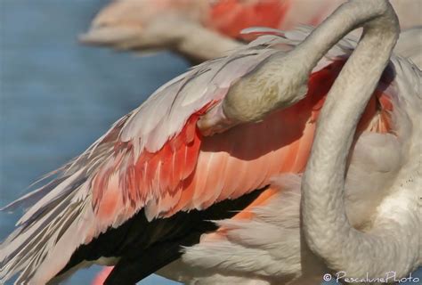 Pescalune Photo Flamant Rose Phoenicopterus Roseus Greater Flamingo