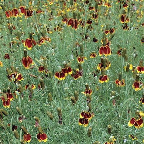 Ratibida - FineGardening