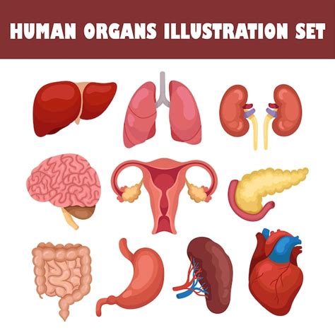 Premium Vector Human Organs Vector Illustration Set