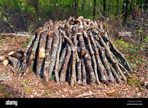 Stacks Of Oak Logs And Branches Drying For Firewood France Stock