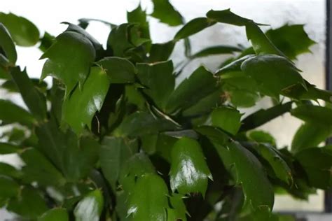 Why Is My Christmas Cactus Dropping Leaves Problems Fix