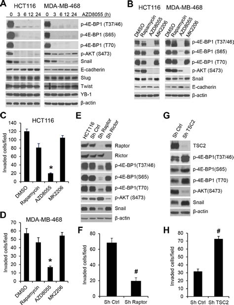 Figure From Loss Of E Bp Function Induces Emt And Promotes Cancer