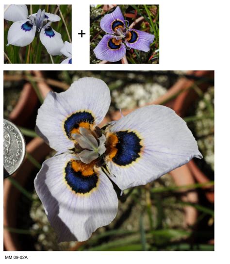 Growing Cool Plants Moraea Hybrids