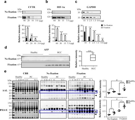 A Fixation Method For The Optimisation Of Western Blotting Abstract