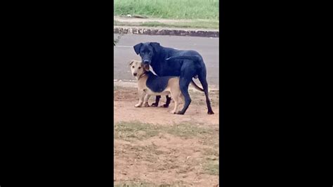 Cachorro Encontrado No Bairro Cascavel Velho Cgn O Maior Portal