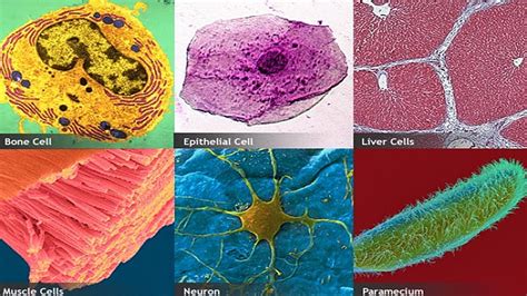 15 Incredible Types of Cells | Simply Amazing Stuff