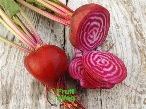 Beetroot Chioggia Grow Veg And Fruit By Brighter Blooms