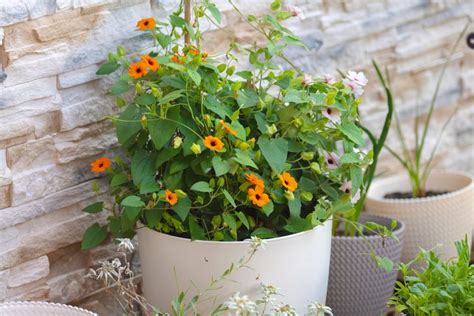 How To Grow And Care For Black Eyed Susan Vine In Containers