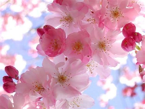 Free Spring Wallpapers And Screensavers Wallpaper Cave