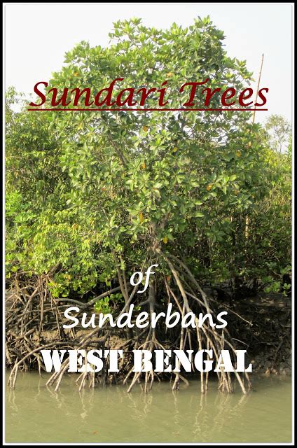 Sundari Trees Of Sundarbans Mangrove Forests A Photo Essay I Share