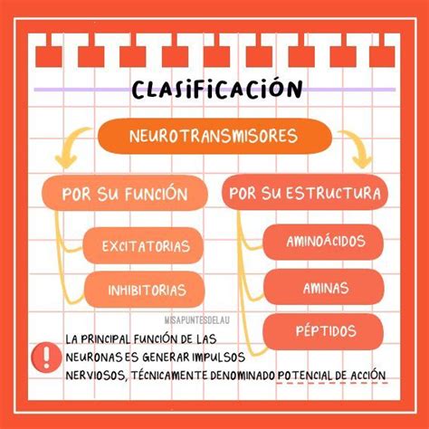 Clasificación De Los Neurotransmisores Neurotransmisores Psicobiología Neuronas