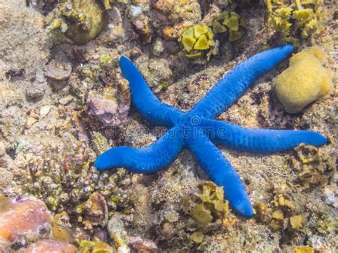 Blue Sea Star at Coral in Sea Stock Image - Image of relax, depth: 88941707