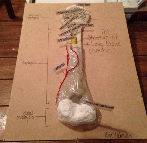 Structure Of A Long Bone Humerus Clay Model For Anatomy Physiology