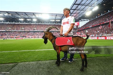 Hennes The 1 Fc Koeln Mascot Is Seen Prior To The Bundesliga Match