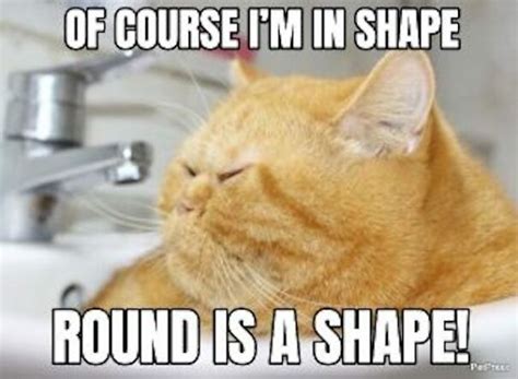 I Found The 14 Funniest Lolcat Memes | Bored Panda