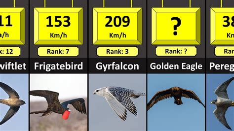 Gyrfalcon Size Comparison