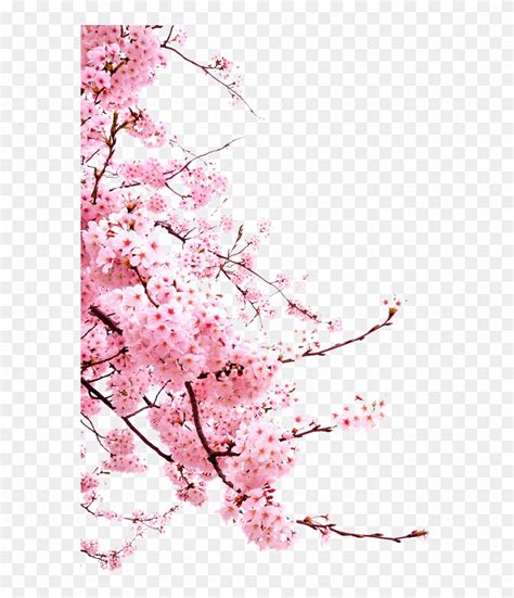 Cherry Blossom Flower Transparent Cherry Blossom Png Free