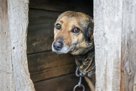 Un Perro Triste Con Ojos Inteligentes Yace Solo En La Calle Y ...