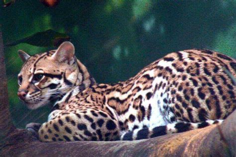 Ocelot (Leopardus Pardalis) Facts: Habitat, Behavior, & More