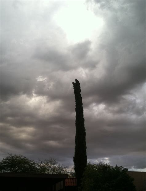 Tucson Daily Photo ~: Stormy weather cypress