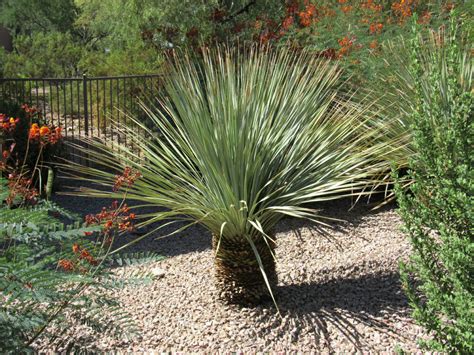 Tout Savoir Sur L Entretien Du Yucca D Ext Rieur Interflora