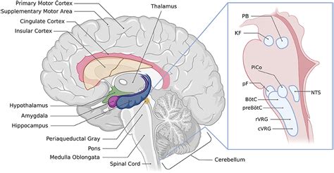 Frontiers Forebrain Control Of Breathing Anatomy And Potential Functions