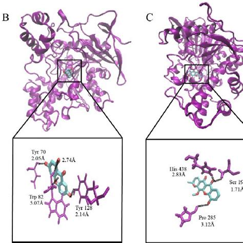 Fruits Dried Pricarp Rind Powdered Pericarp And Juice Of Download Scientific Diagram