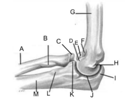 Elbow Joint Bones And Articulations Exam Diagram Quizlet