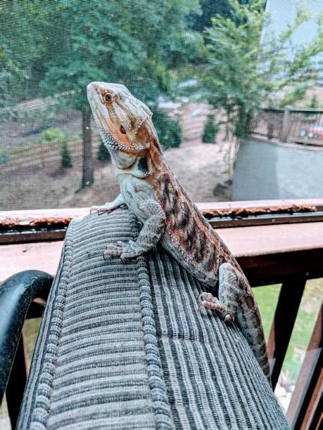 Citrus Leatherback Bearded Dragon For Sale Reptiles Realm