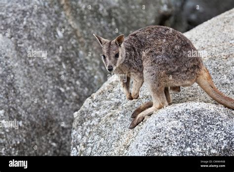 Mareeba Rock Wallaby (Petrogale mareeba). Granite Gorge, Mareeba ...