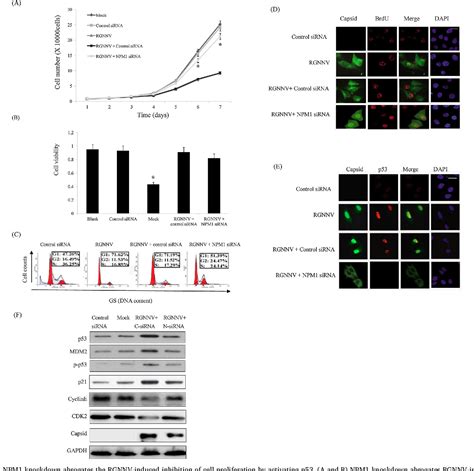 Figure From Rgnnv Induced Cell Cycle Arrest At G S Phase Enhanced