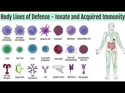 Body Line Of Defense Innate And Acquired Immunity Immunology