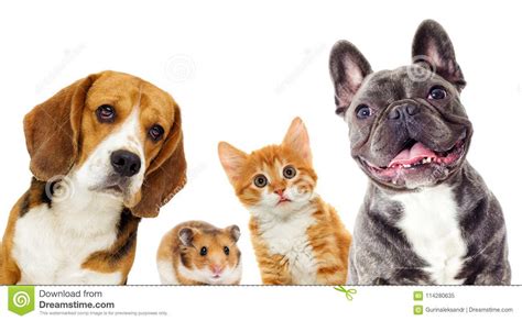 Gato e cão e hamster imagem de stock Imagem de cuidado 114280635