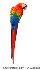 Beautiful Bird Scarlet Macaw Stock Photo 141728338 | Shutterstock