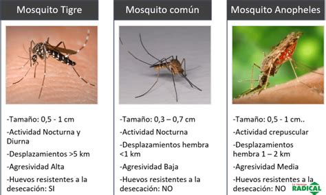 Las Comunidades De Vecinos En Guerra Contra Los Mosquitos