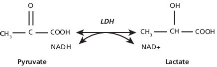 Pyruvate To Lactate