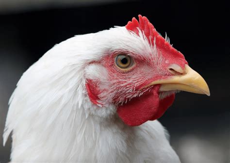 Cornish Cross or Freedom Ranger? Which Meat Chicken Breeds Should You ...